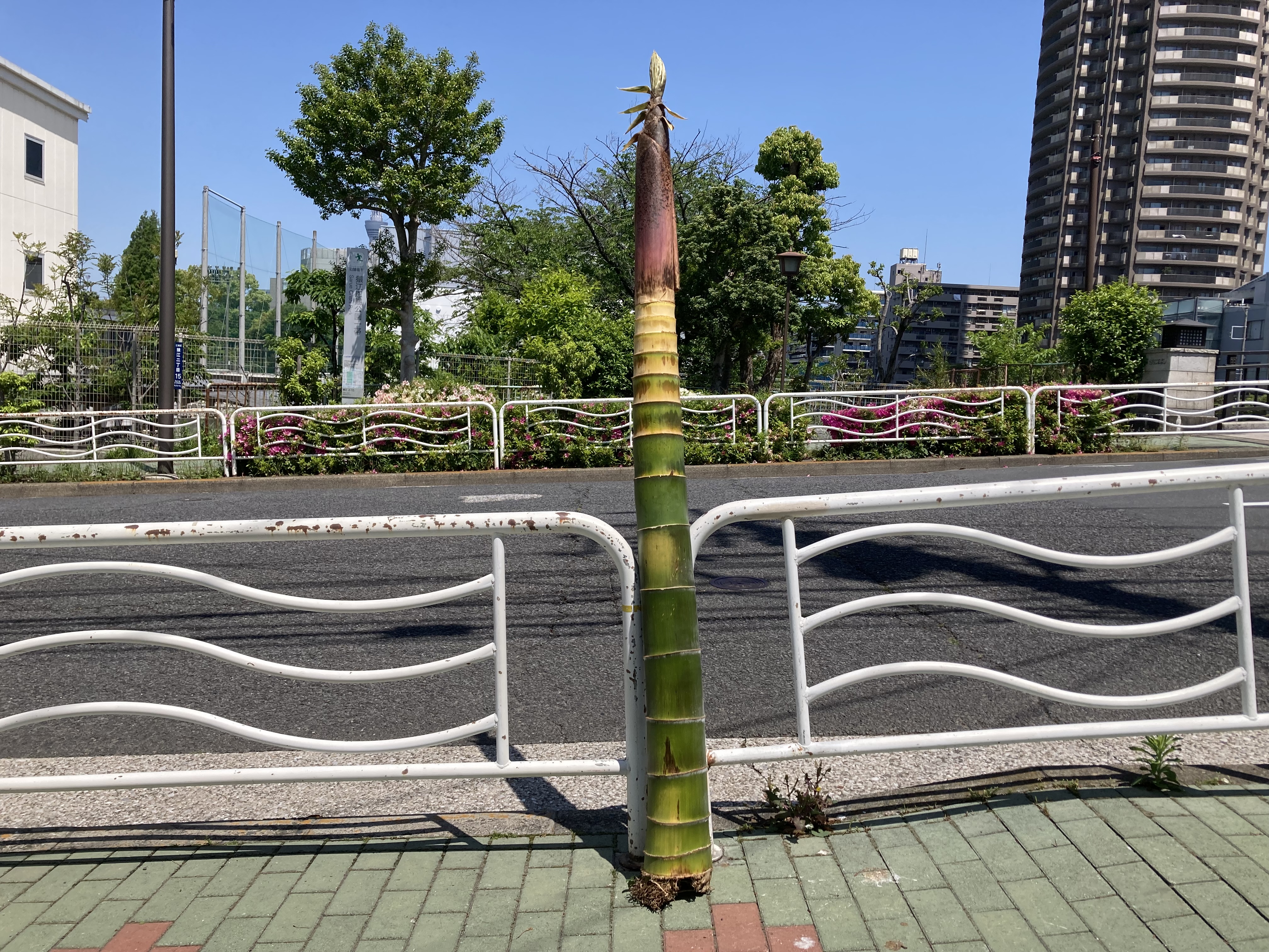 2024釜屋堀子育地蔵堂こどもまつり5