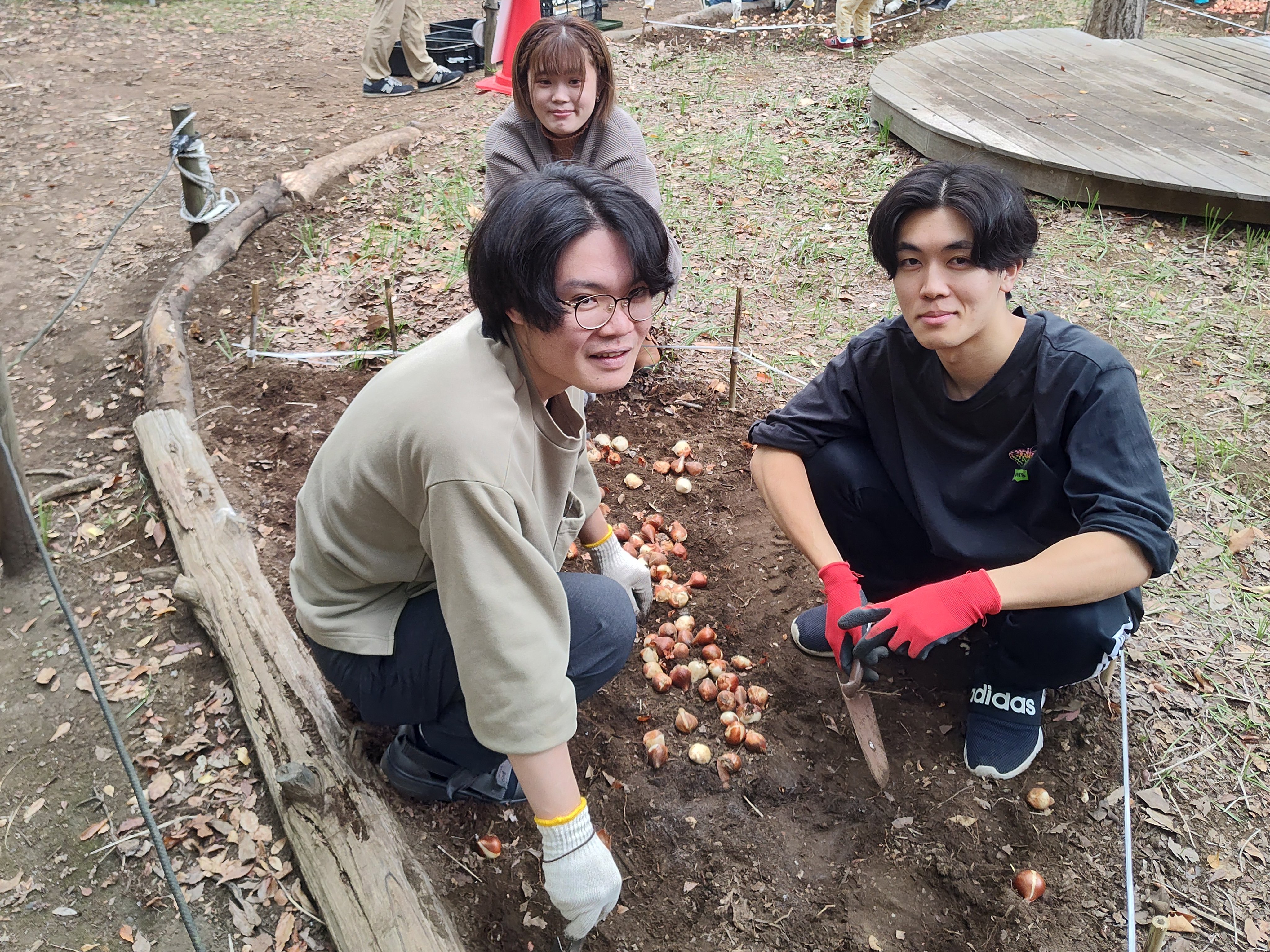 チューリップ球根植え付けの様子1